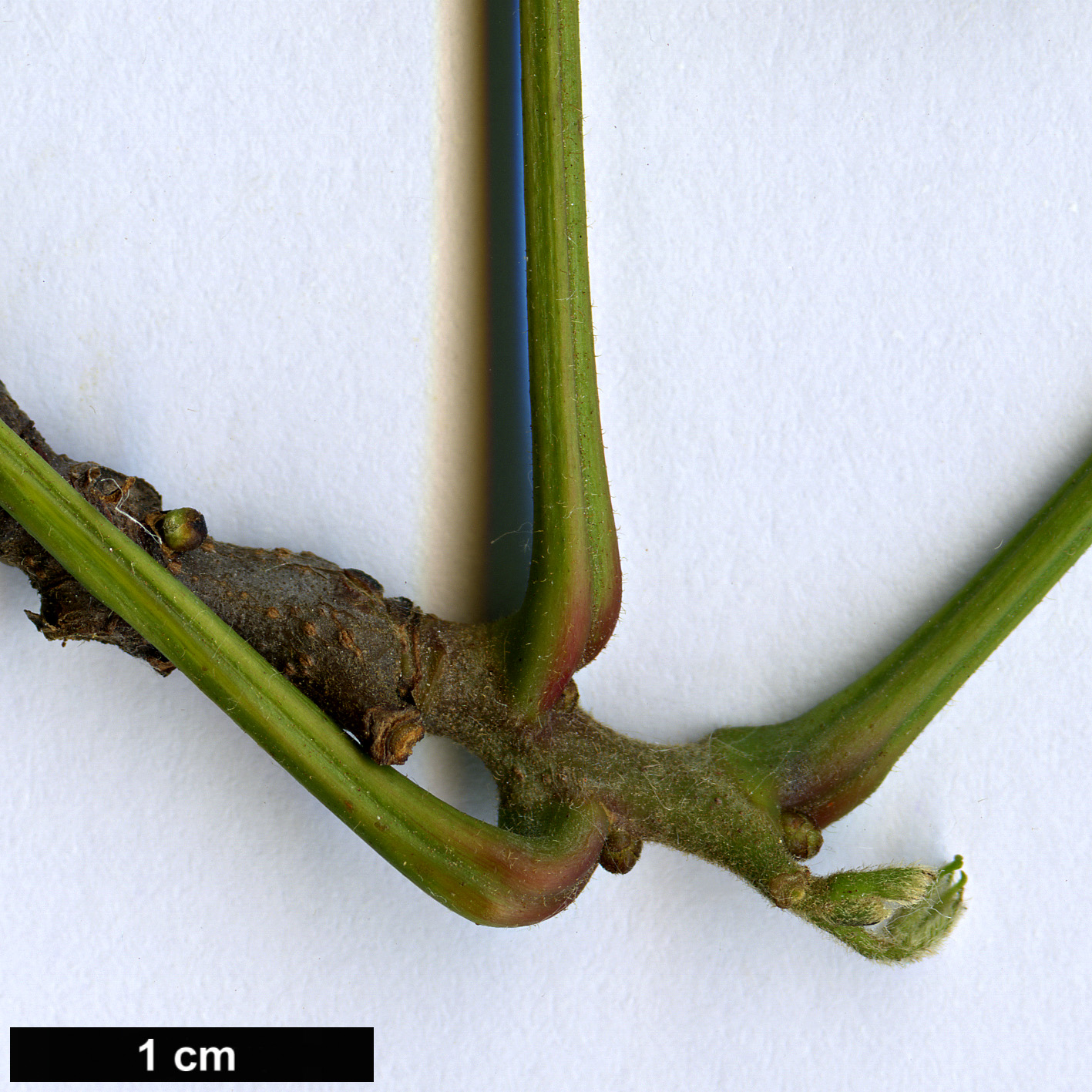 High resolution image: Family: Sapindaceae - Genus: Ungnadia - Taxon: speciosa